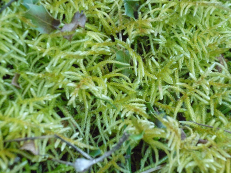 Muschio1 dalla Grecia